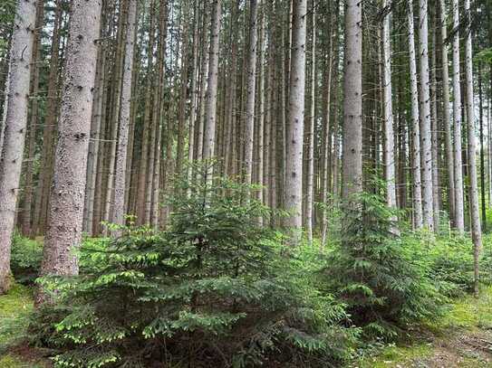 Waldgrundstück bei Finning