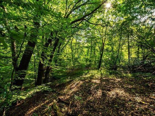 Märchenhaftes Waldstück in Wien mit Hütte mit Pool