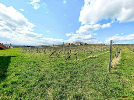 Besondere Gelegenheit! - Weinkeller, Winzerhaus nur 40 Min. vor Wien, am Wagram. - Idyllische Naturlage mit eigenem Wei…