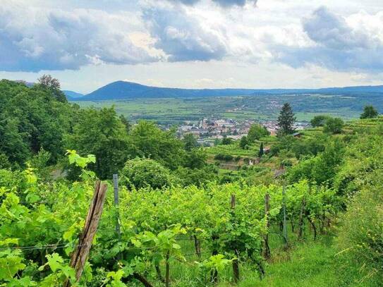 Krems-Stein: Traumhaftes Weinberg-Grundstück mit Schwimmteich!