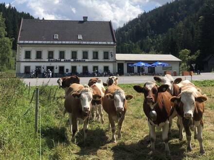 Preisreduktion! Gasthof mit Zimmervermietung, Region Mariazell
