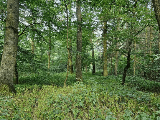 1,5 ha Wald in Pyhra (Mistelbach)