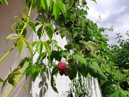 Aktion bis 8.01.2024 Provisionsfrei ♡♡♡ GARTENPARADIES ♡♡♡ mit Geschäftslokal, Garage u. Keller, EXTRA Bonus WINTERDIEN…