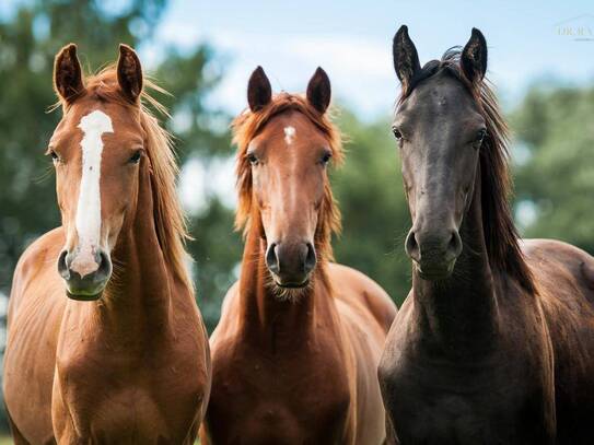 Exklusives Reitanwesen mit neuwertiger Reithalle - Eventhalle in Kärnten