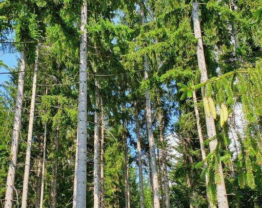 7,3 Hektar gut wüchsiger Wald in steiler Lage mit guten Bonitäten!