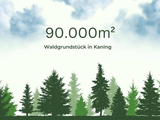 9ha Waldfläche in Kaning