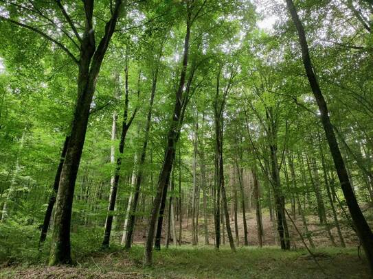 Mischwald mit einer guten Bonität zu verkaufen