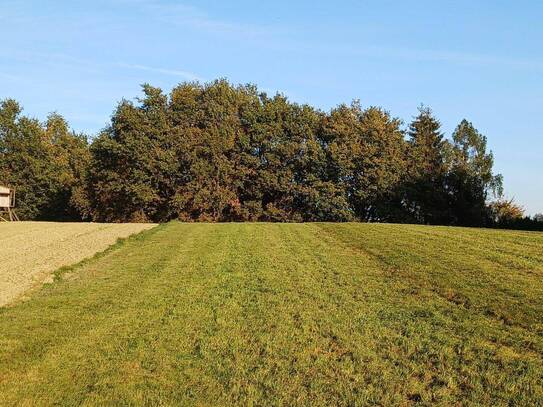 Landwirtschaftlicher Nutzgrund, Wiese und Wald