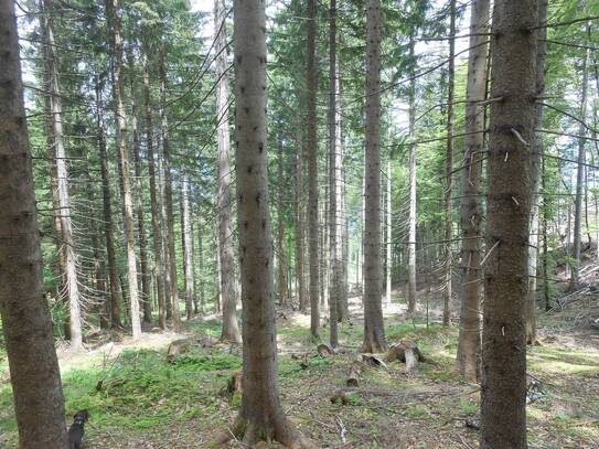 TOP WALD FORSTWIRTSCHAFT 1,6 ha AM SINGERBERG ZU VERKAUFEN