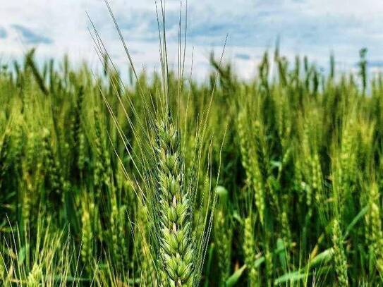 Acker in Steinerkirchen zu verkaufen! (ca. 3,8 ha)