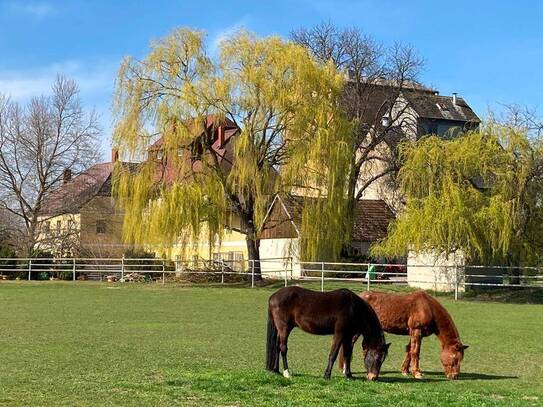 Paradies für Reiter und Naturliebhaber, Hundepension