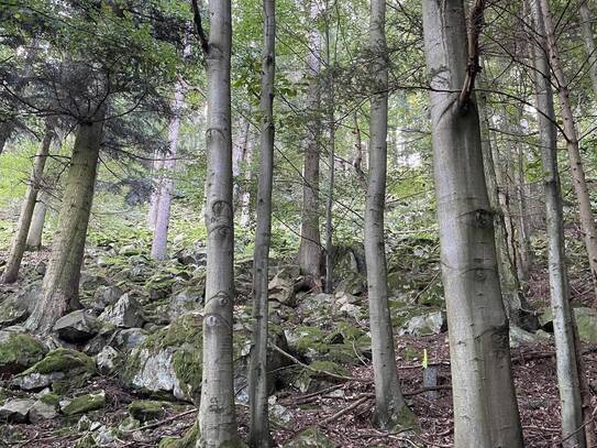 Wald im Kremstal