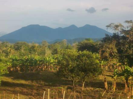 Tolles Teakholz Investment in Costa Rica