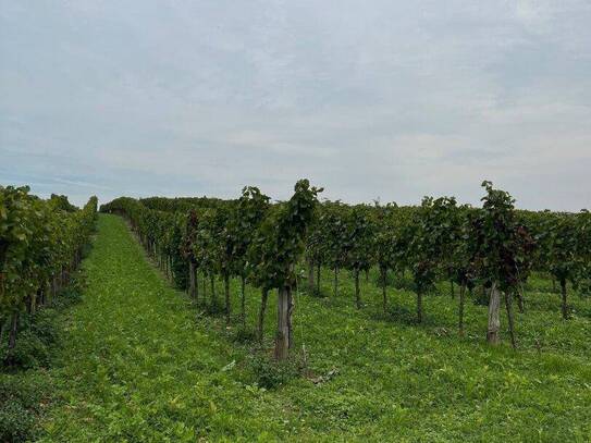 Weingarten im Weinviertel, provisionsfrei!