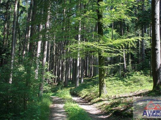 Schöner größerer Waldbesitz!