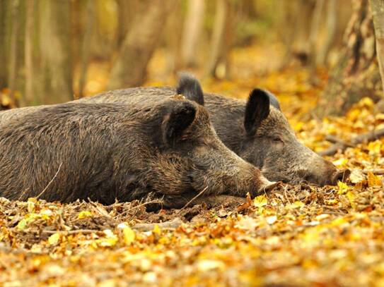 147 ha Eigenjagd - Saujagd mit Mufflon, Jagdgebiet auf Rehwild erweiterbar auf 350 ha