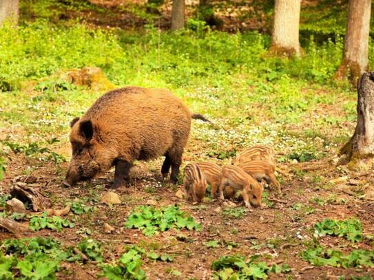 Eigenjagd mit 350 ha - top Wildschwein- & Mufflonjagd