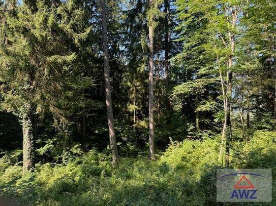 Wald mit Almfläche in Kainach!