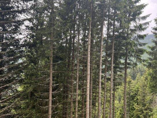 6,7 ha Wald im Zirbenland