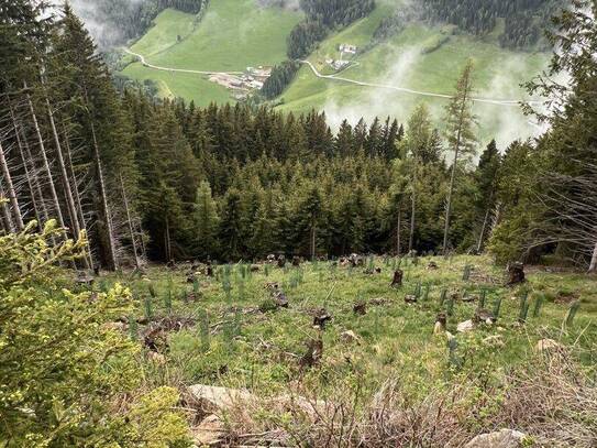 6,7 ha Forst / Wald als solide Geldanlage