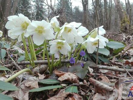 Grundstück mit kleinem Wald!