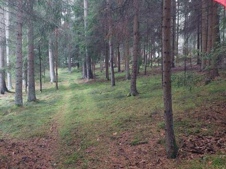 Nutzgrund sucht Bauer! Waldgrundstücke