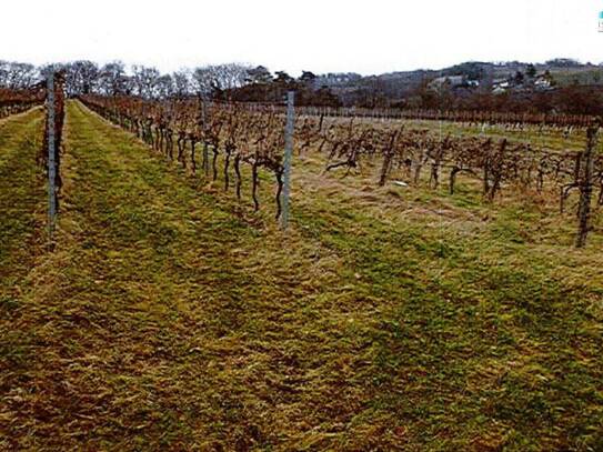 "Ihr Traum vom eigenen Weingut könnte bald wahr werden"