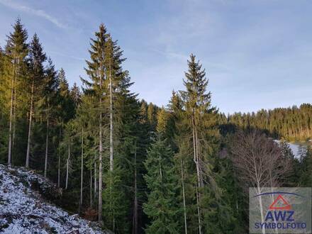 Wald ca. 3.1 ha, sehr gepflegt bei Weinzierl/Kamptal