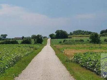 Schönes Ackerland ab ca. 2.9 ha