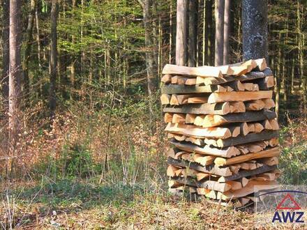 Schöner Wald mit viel Natur!