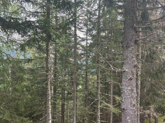 *** aufgeschlossener Fichten / Lärchenwald mit Holzbestand in allen Altersklassen ***