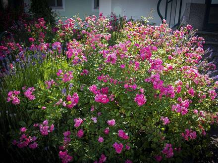 PROVISIONSFREI Gartenwohnung Top 3