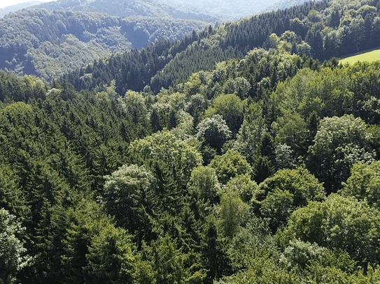 Wald in adäquater Größe unweit von Nöchling im südlichen Waldviertel!