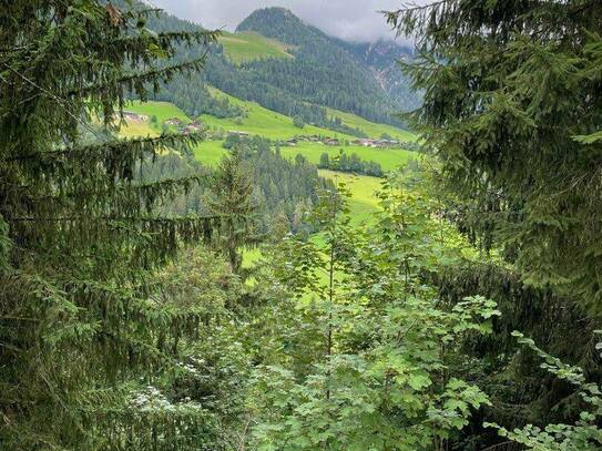 WALD - Bereich Reith im Alpbachtal & Alpbach