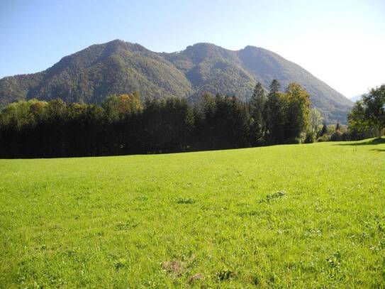 Hübsche, landwirtschaftliche Wiese mit kleinem Wald - KEIN Baugrund !!!