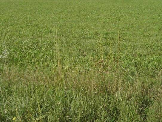 2 Grundstücke Seiersberg-Pirka, landwirtschaftlich als Acker genützt (drainagierte Flächen), Nahe der Packerstraße