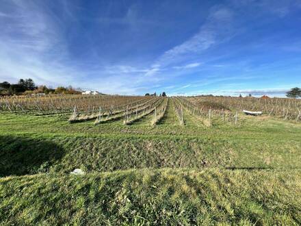 Charmante Villa mit Weinberg- und Wienblick, sehr gutes Preis-/Leistungsverhältnis (!)