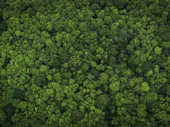 460 ha Jagd mit hohen Wildbestand - CO2 Kompensation vielleicht möglich!