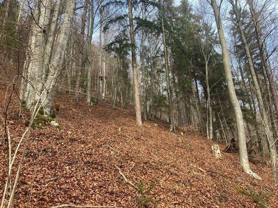 GEPFLEGTER BUCHEN- MISCHWALD IM GÖRTSCHITZTAL - 2,6 HA - HANGLAGE - FAIRER PREIS