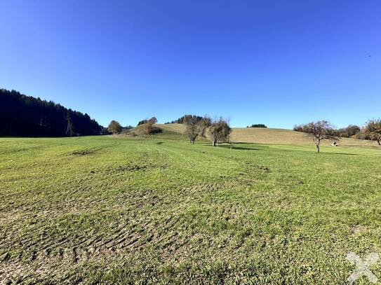 Große Wiesenfläche