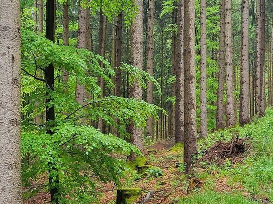 Wirtschaftswald im Grenzgebiet Salzburg/OÖ!