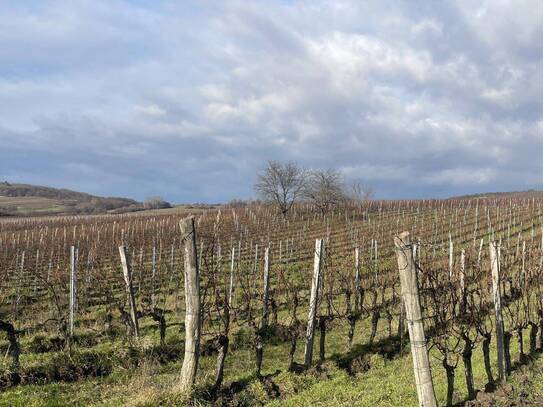 Weingarten im Herzen des Burgenlands