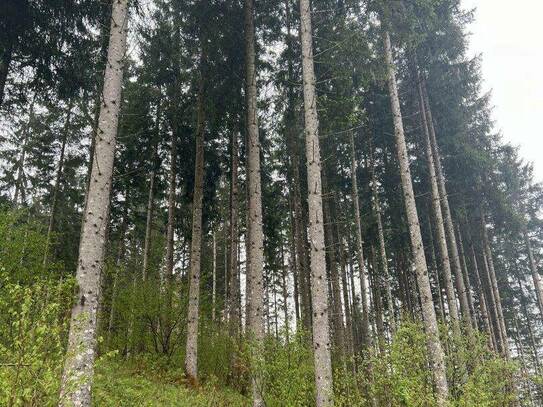 Einzigartiges Anwesen im Herzen des Gesäuses: 170 Hektar Eigenjagd mit Bauernhof, Wohnhaus, Fischteichen und Almhütten