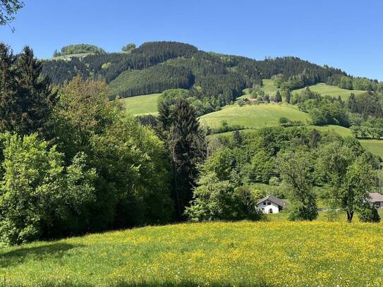 Green green grass of home - sonnige, einzigartige Lage im Grünen - einfach ein Grünoase!