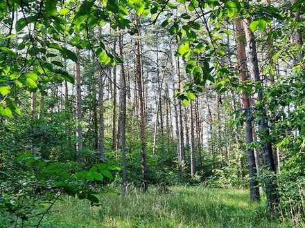 Mischwaldverkauf: top Gelegenheit zum günstigen Kauf des nachwachsenden nachhaltigen Rohstoffs Holz