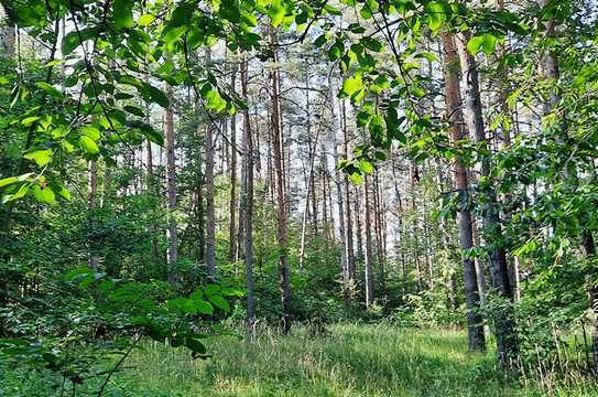 Mischwaldverkauf: top Gelegenheit zum günstigen Kauf des nachwachsenden nachhaltigen Rohstoffs Holz