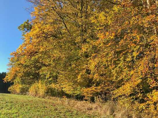 - Gönnersdorf - 
Waldgrundstück