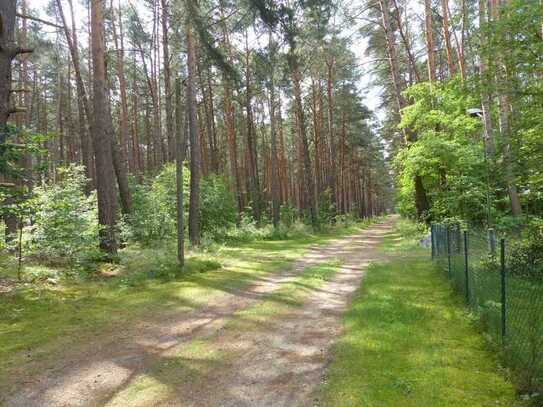 Auktion - Vertragsfreie Waldfläche innerhalb eines größeren Waldgebietes in der Radelandsiedlung