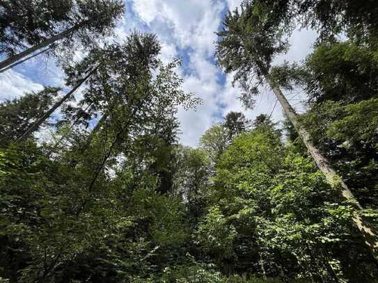 Waldgrundstück zwischen Freyung und Kumreut