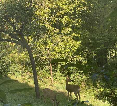 Charmante 2,5-Zimmer-Wohnung mit Naturblick – Erstbezug nach Sanierung!